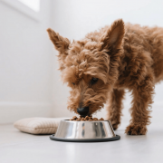 抖音等新渠道TOP5品牌占比80%功能精细化：处方粮